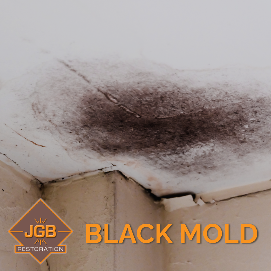 JGB Restoration Can Mold Grow in Dry Climates?